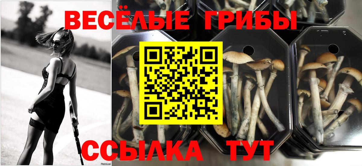 Псилоцибиновые грибы Cubensis  Вход с VPN  Тосно 